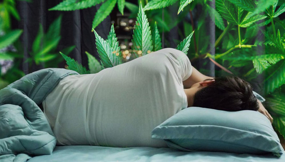Cover Image for Insomnio y Cannabis Medicinal